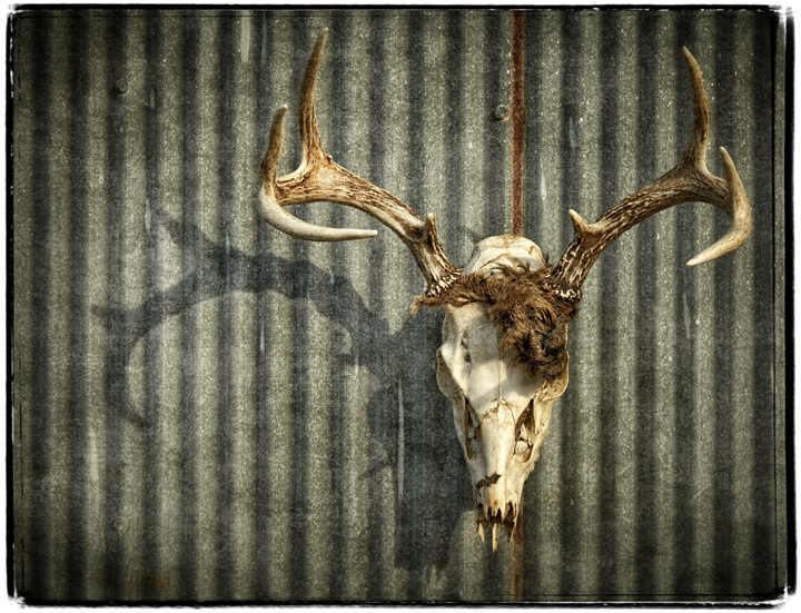 deer skull