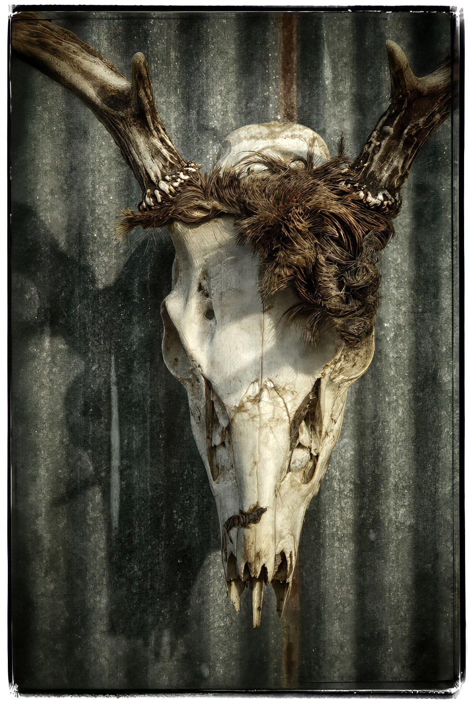 The Skull – Dan Routh Photography