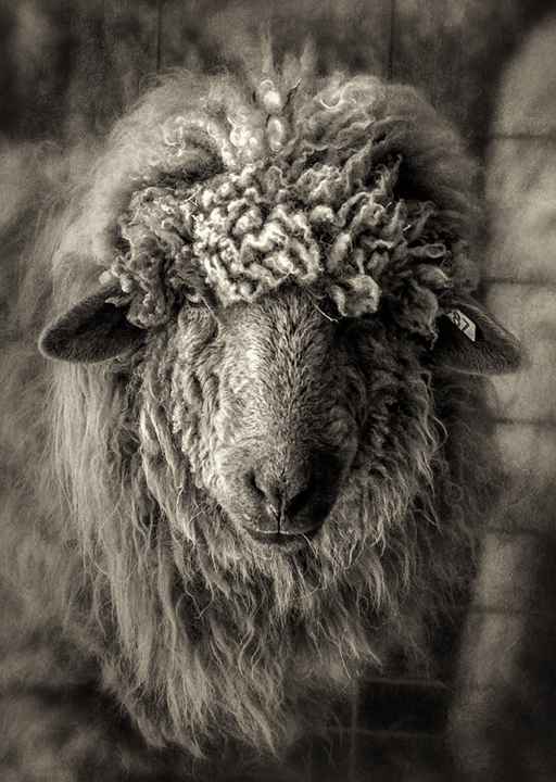navajo sheep_bw
