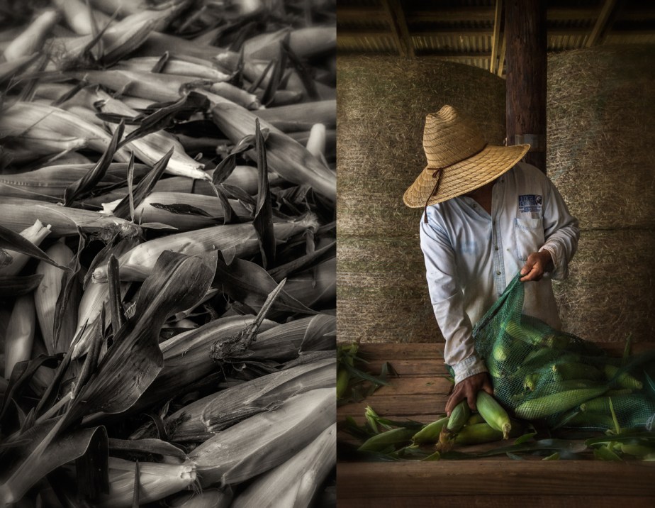 walker farms_corn_group_02