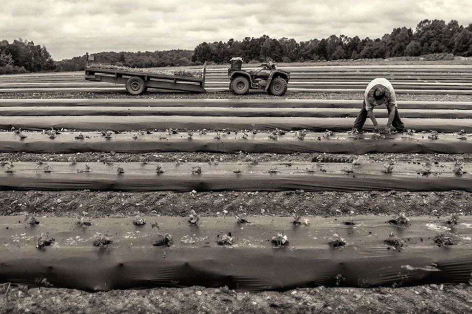 walker_planting strawberries_01