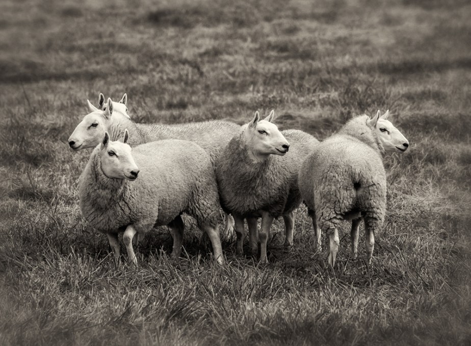 chevoit-sheep-group