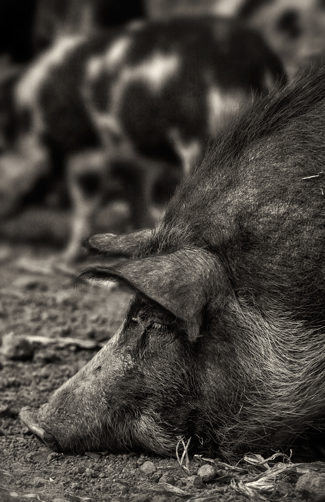 hog-snout_bw