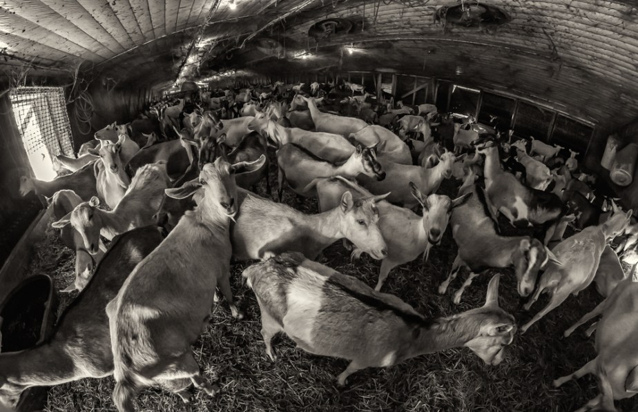 lindale-dairy_2017_10