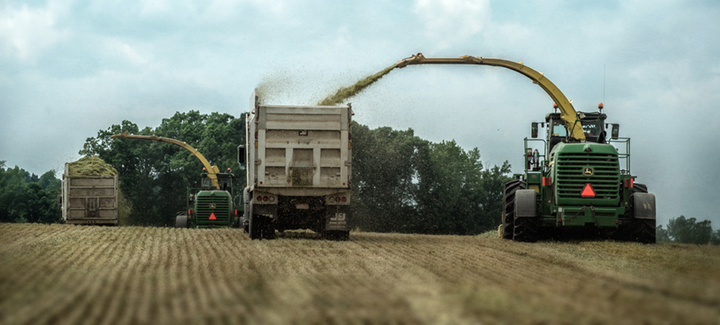 mathis_wheat-silage_2015_23