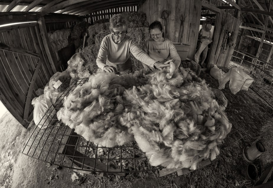 sheep-shearing_2017_07