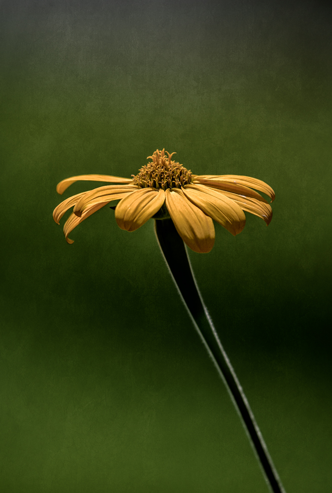 single-sunflower