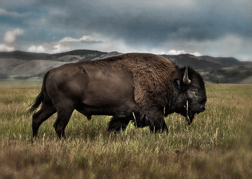 bison bull_tetons