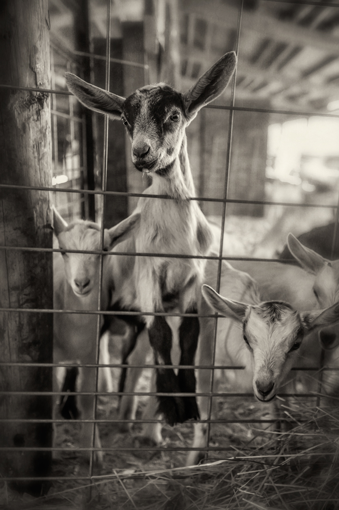 lindale dairy_2017_20