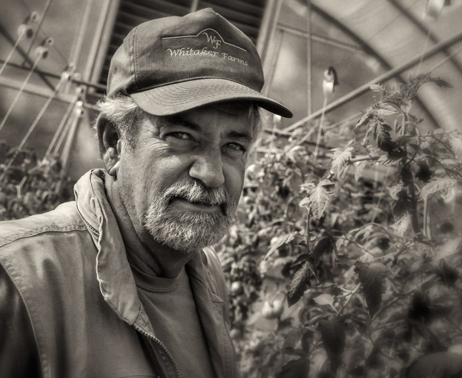 richard whitaker_tomato hothouse