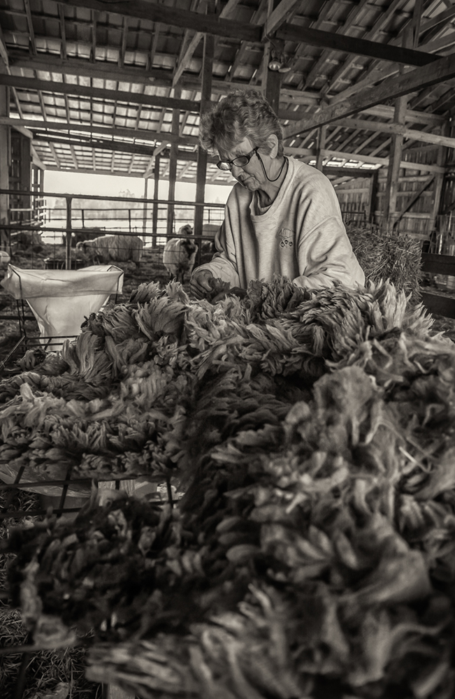 sheep shearing_2017_04