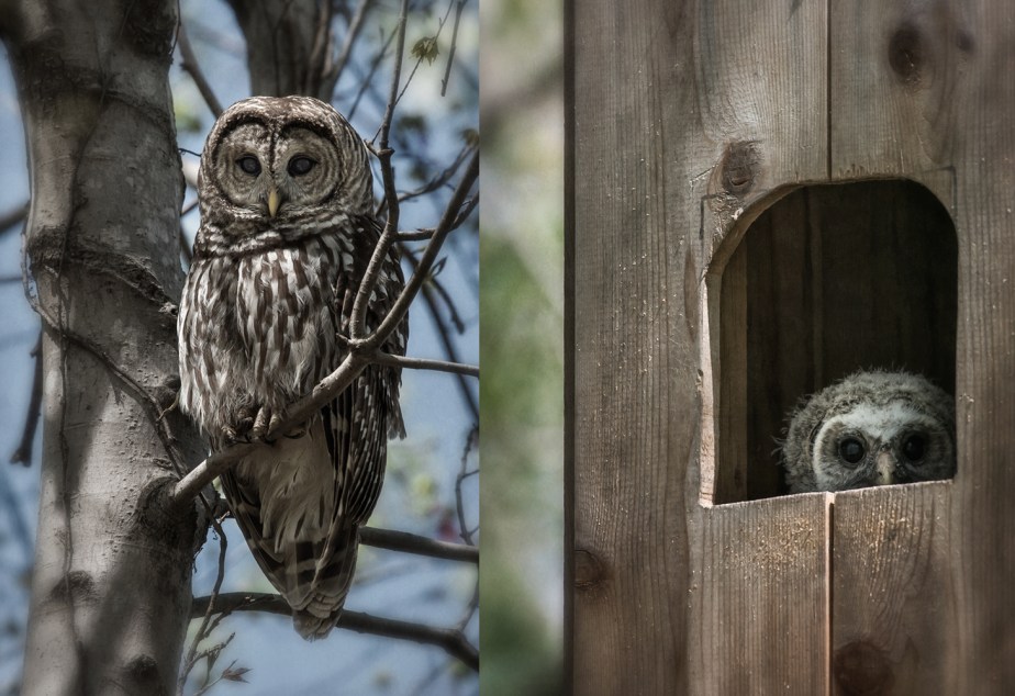 barred owl_female_chick