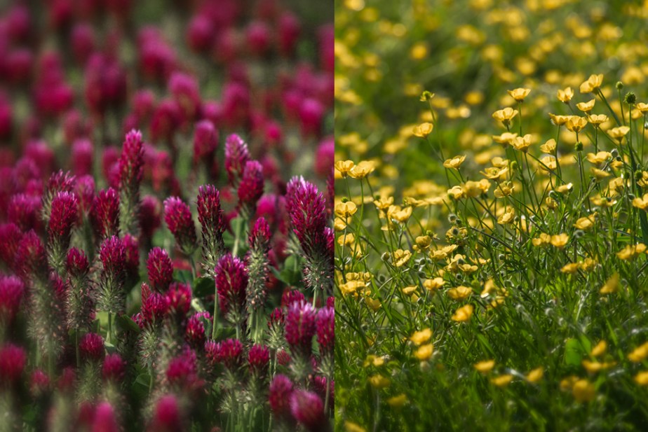 pasture flowers_group