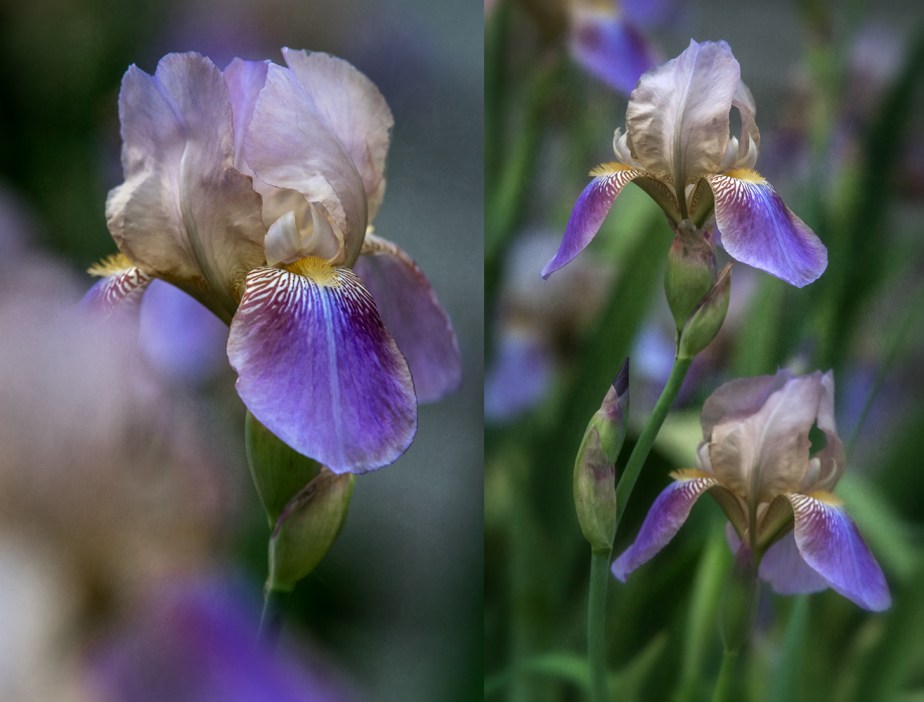 purple iris_2017_group