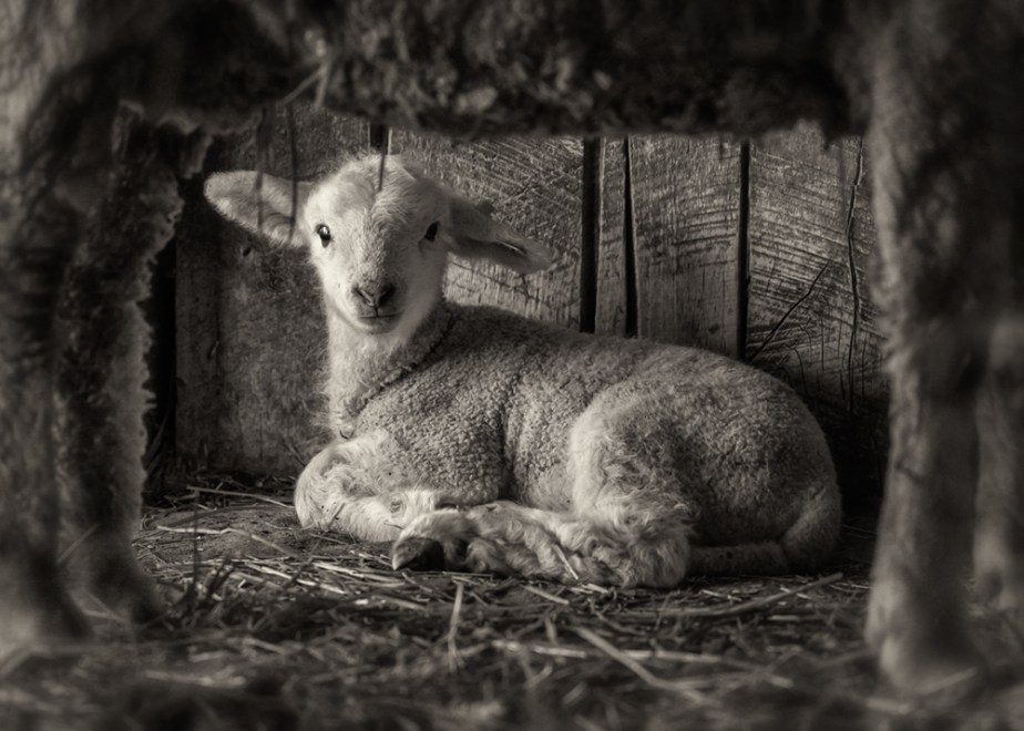 rising meadow_lambs_2017_04