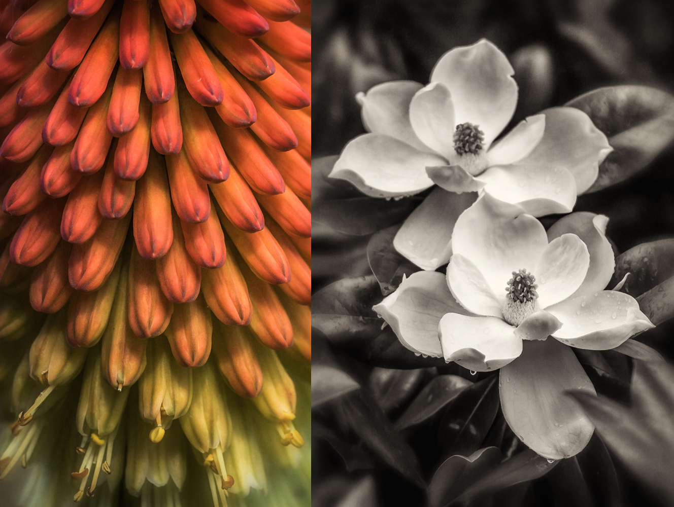 fire poker_magnolias