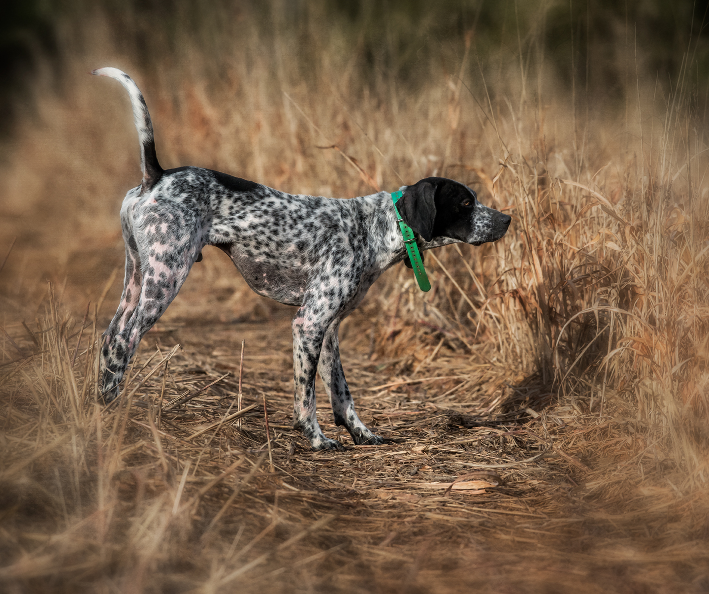 german shorthair pointer