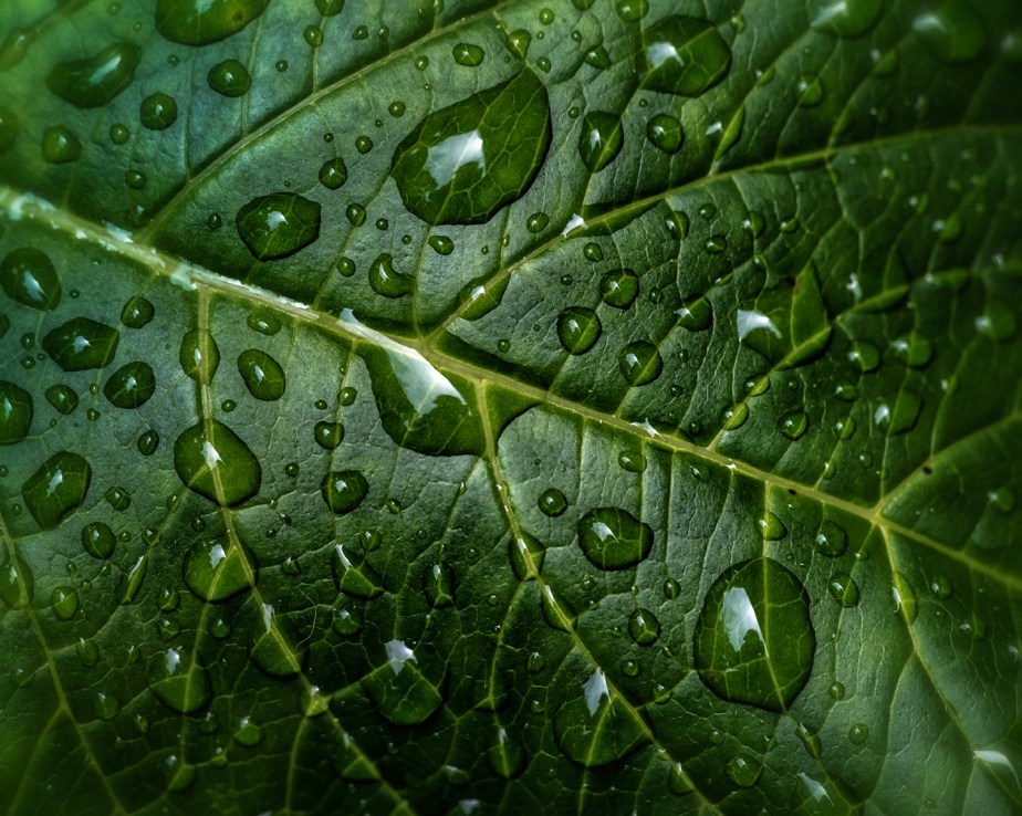 water drops_hydragnea_01