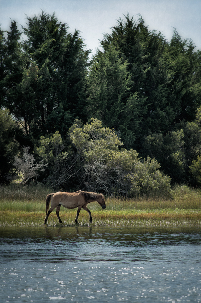 banker horse_carrot island