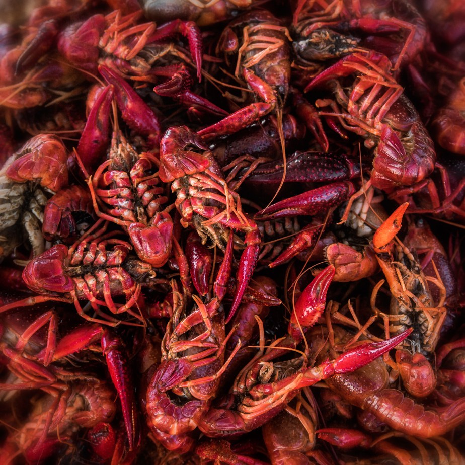 crawfish_04