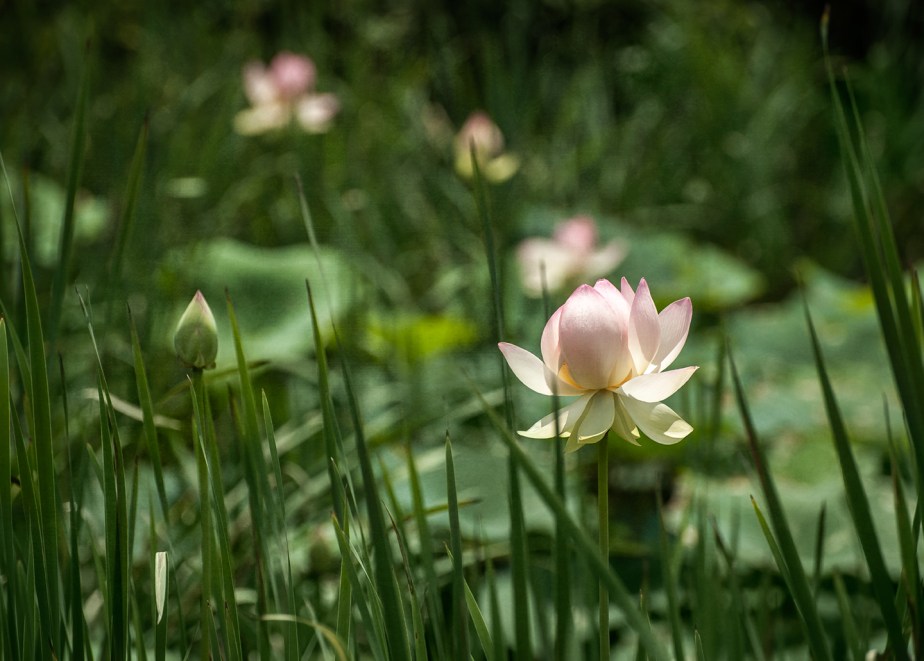 lotus at the pond