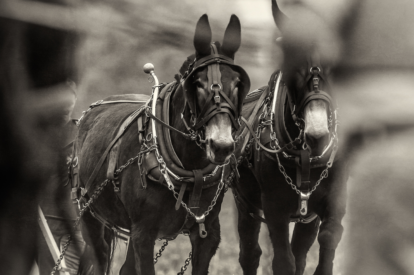 mule_jack jill_bw