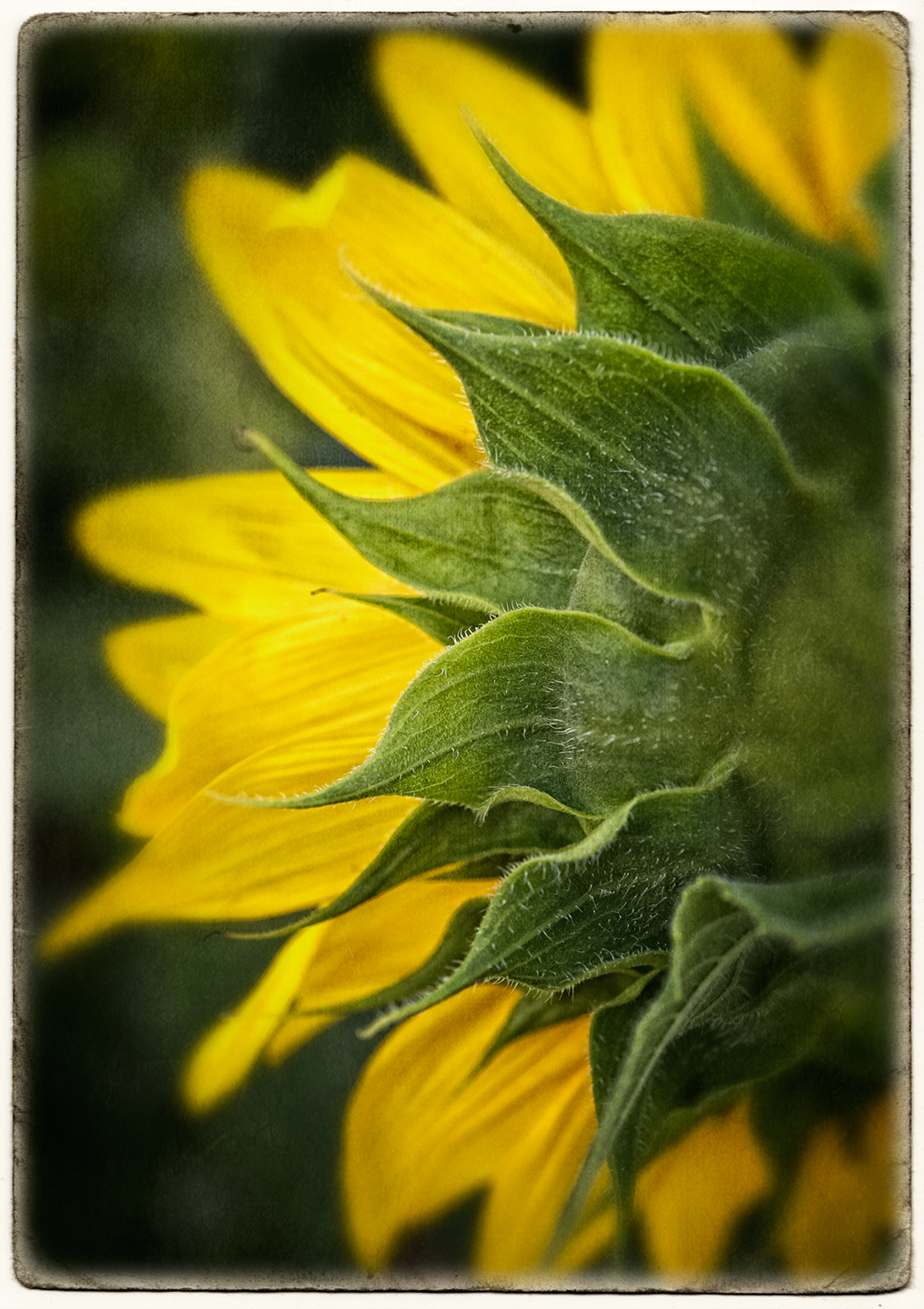 sunflower_redo