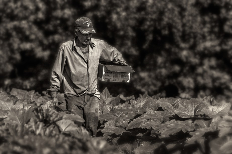 walker_picking squash_02