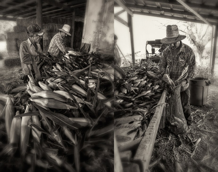 walker_sacking corn_group_01