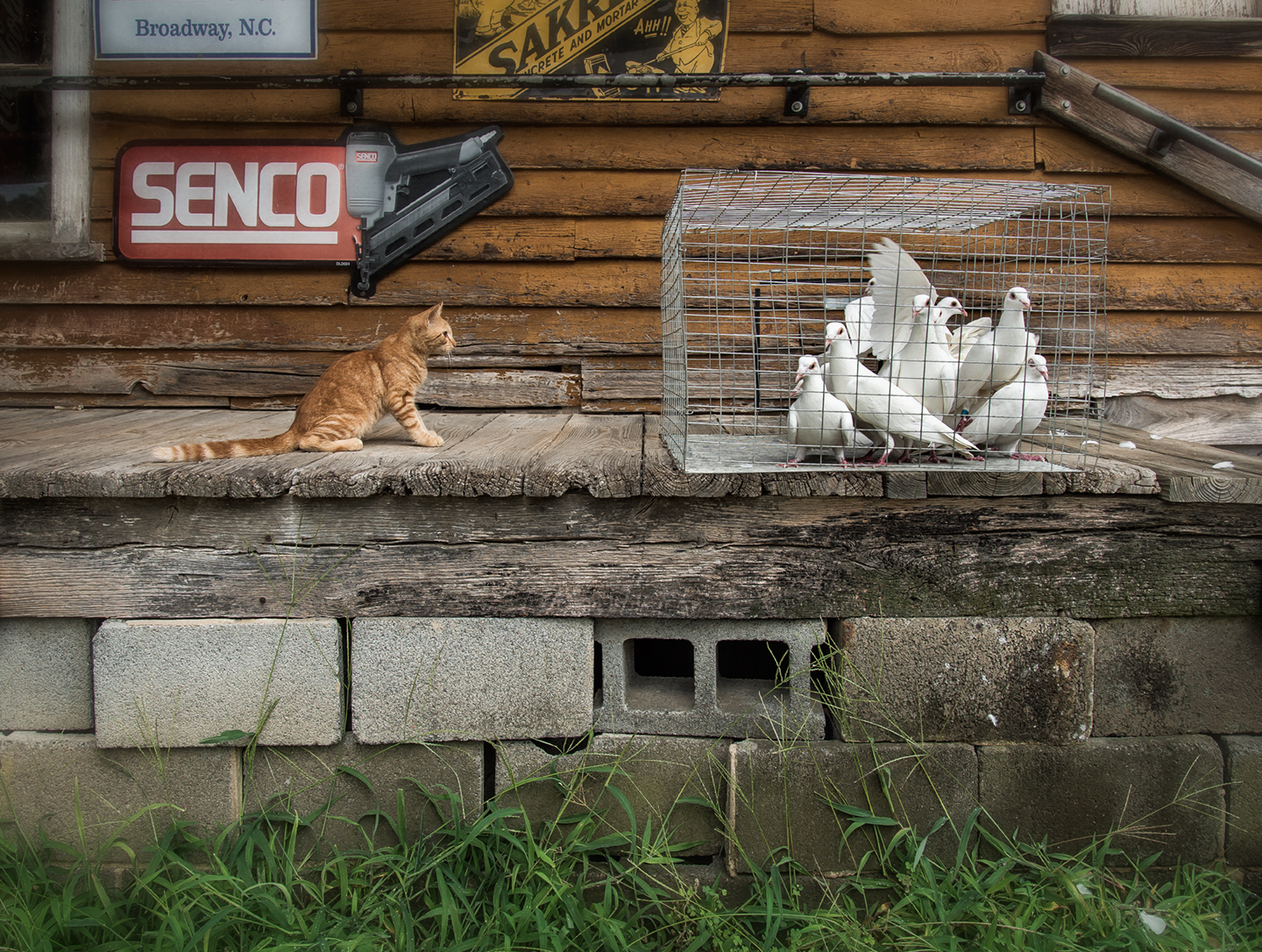 cat_pigeons