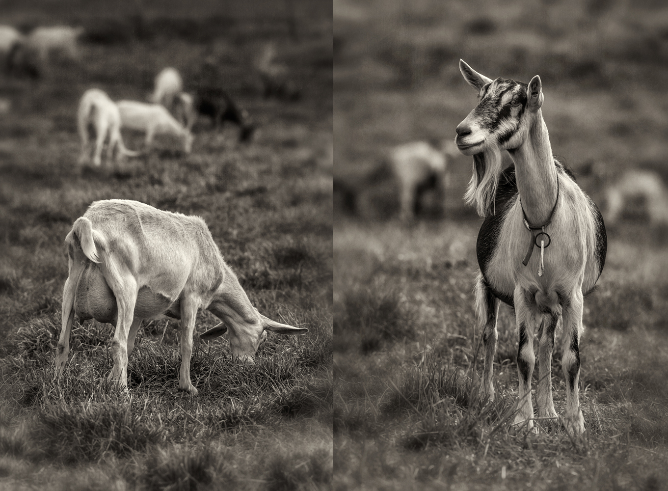 lindale dairy_goats_group_01.jpg