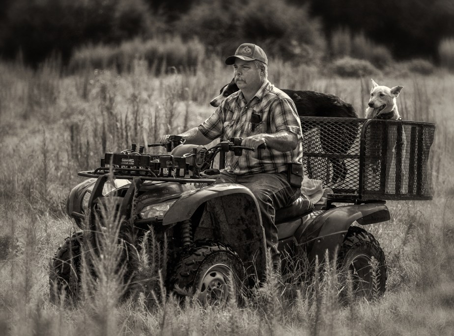 paul brady_cow dogs_02