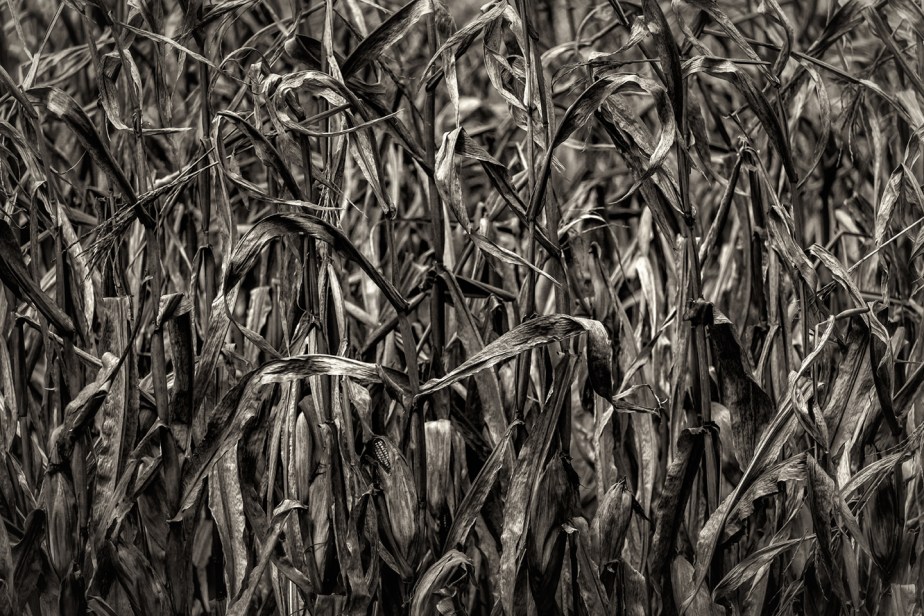 corn stalks