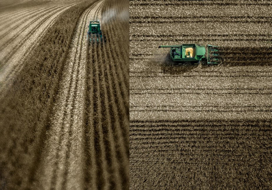 joe capps_corn_group_01