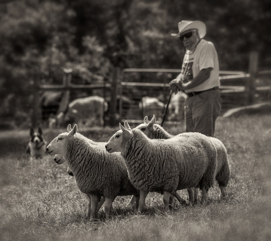 rising meadow_working sheep_2017_01