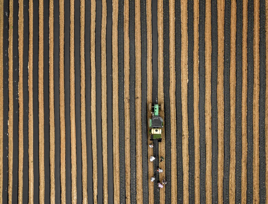 planting strawberries_drone_03