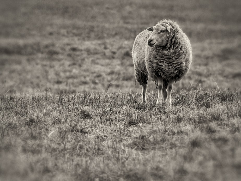 solitary sheep_hoiz_bw