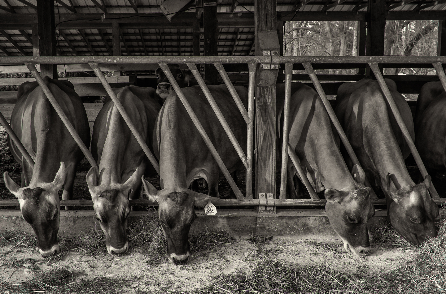 chapel hill creamery_cows_03