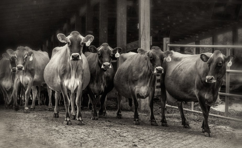 chapel hill creamery_cows_06