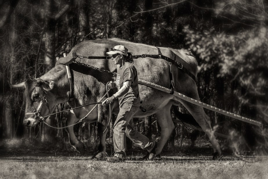 chapel hill creamery_oxen_04