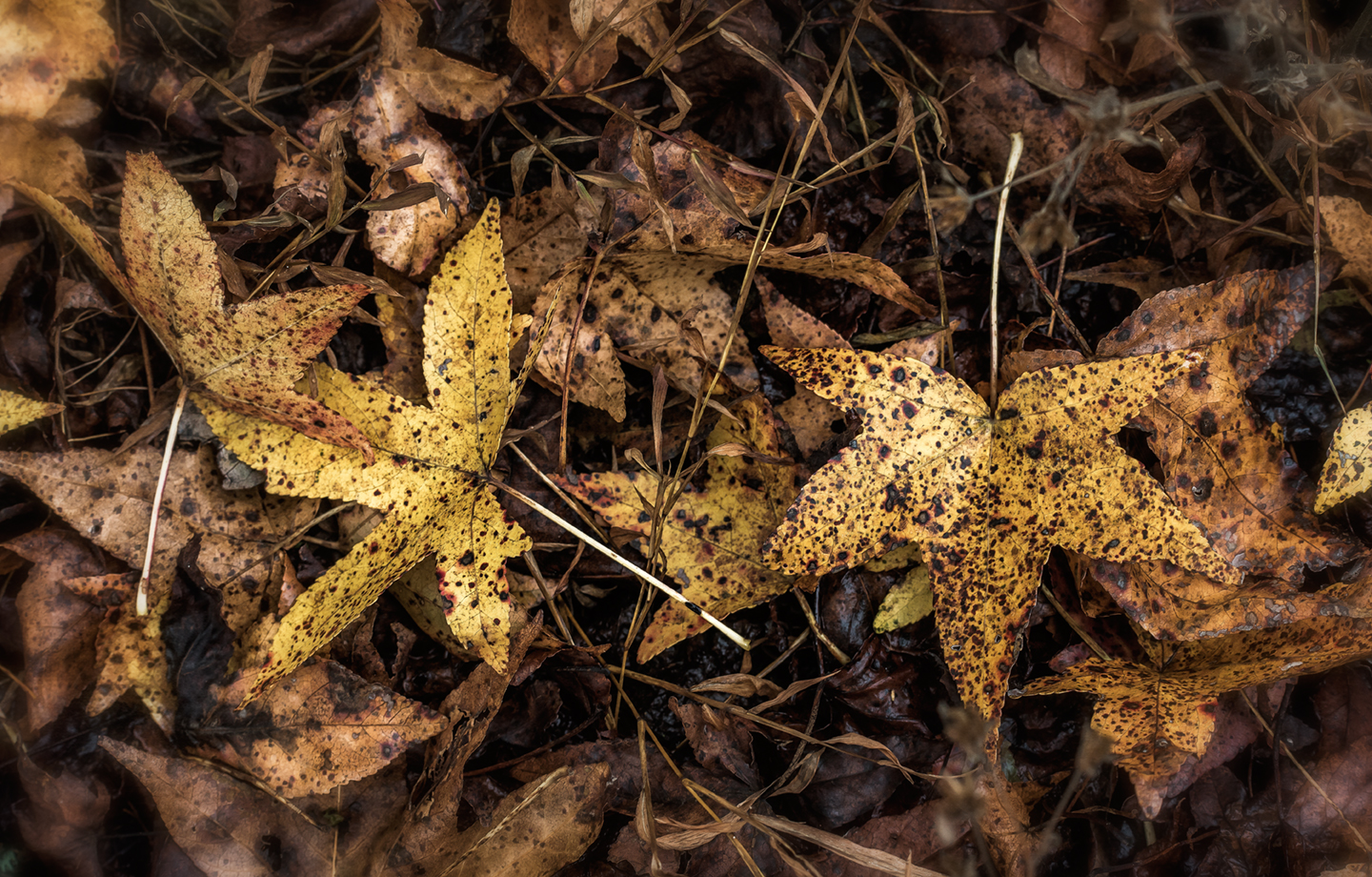 sweet gum leaves_group_2017