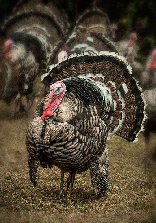 turkeys_2012_07