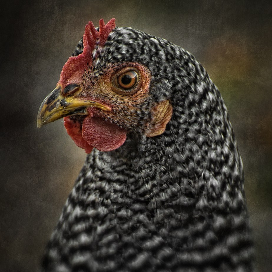 barred rock head