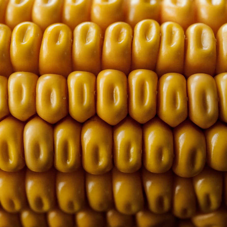 corn closeup_square