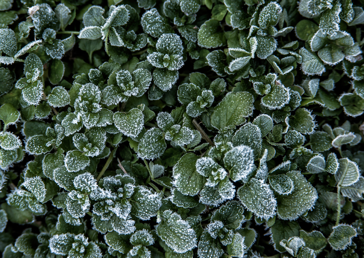 frost in yard_01.jpg