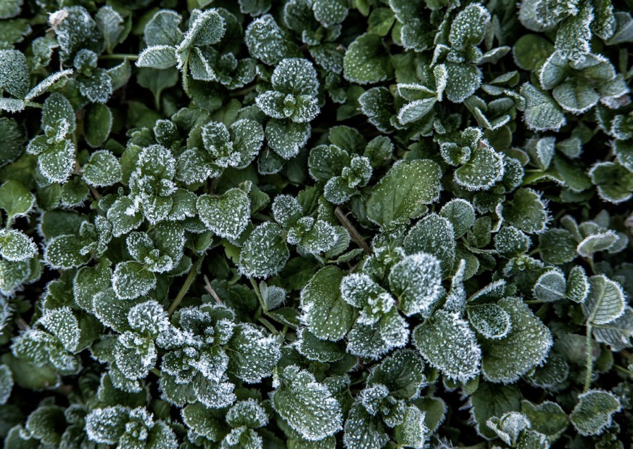 frost in yard_01.jpg