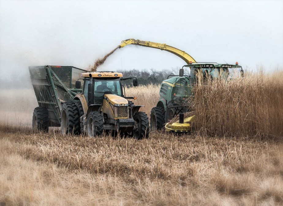 miscanthus grass harvest_02