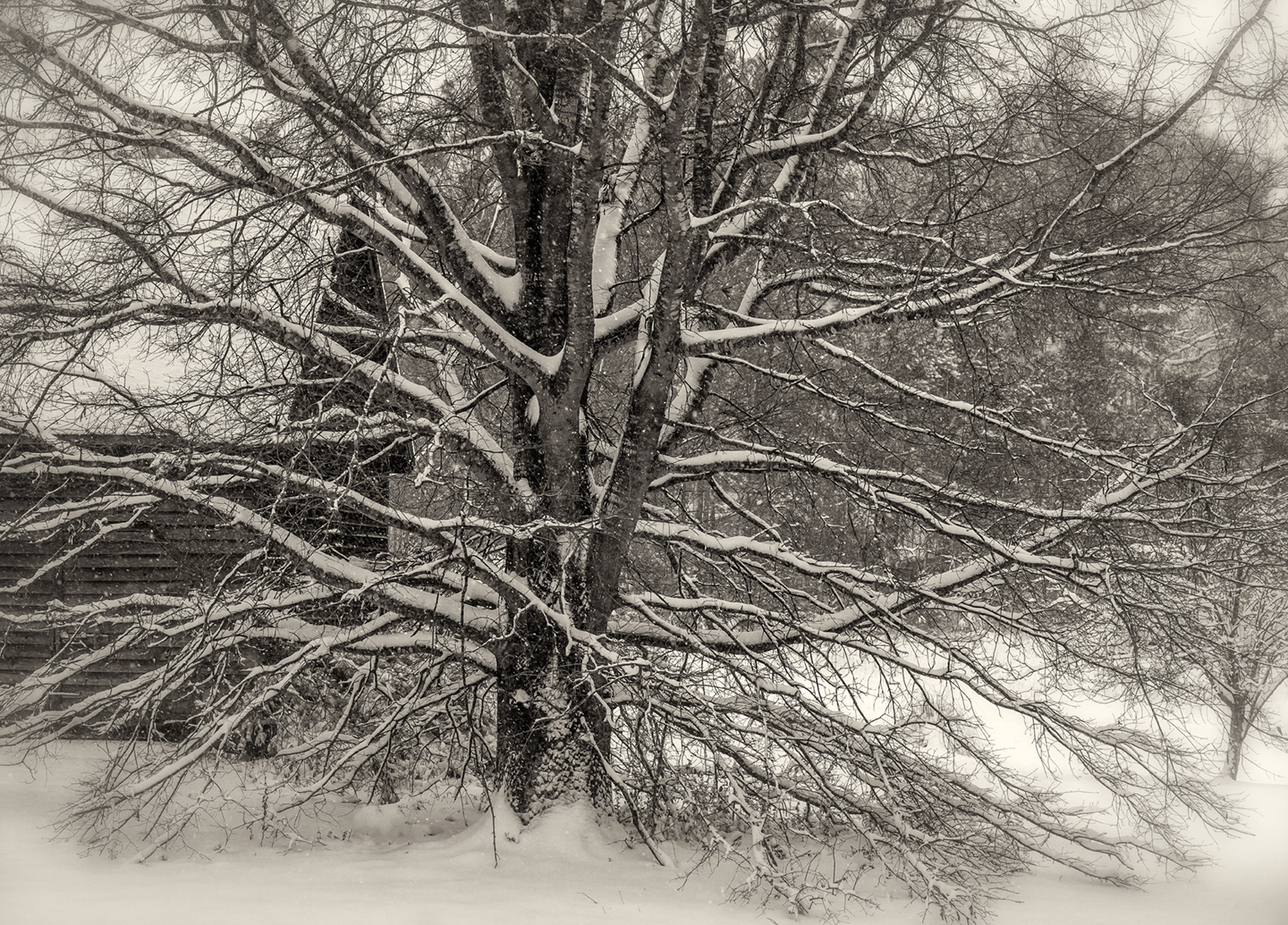 willow oak_snow_2018_horiz