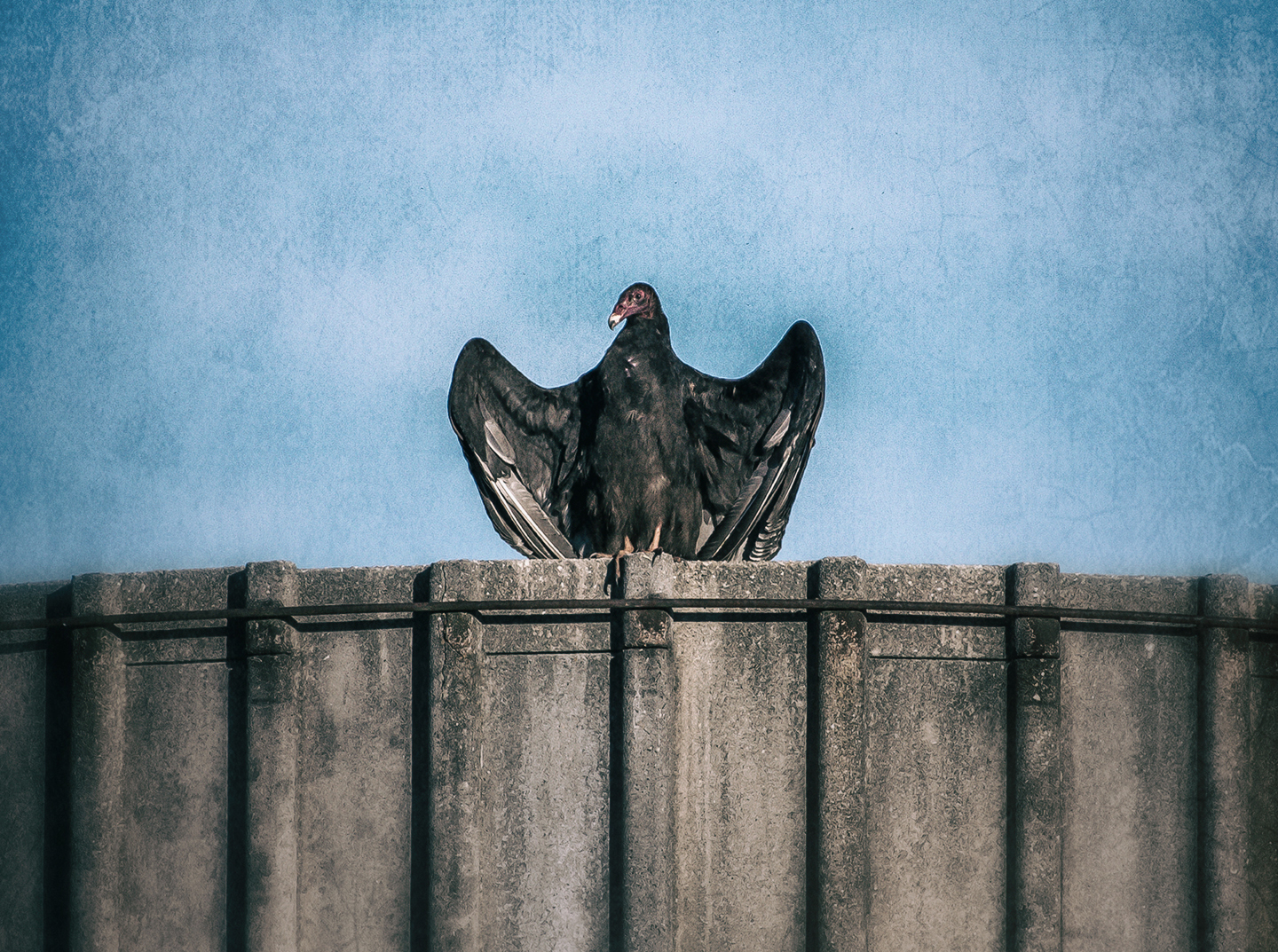 black buzzard_silo_01C