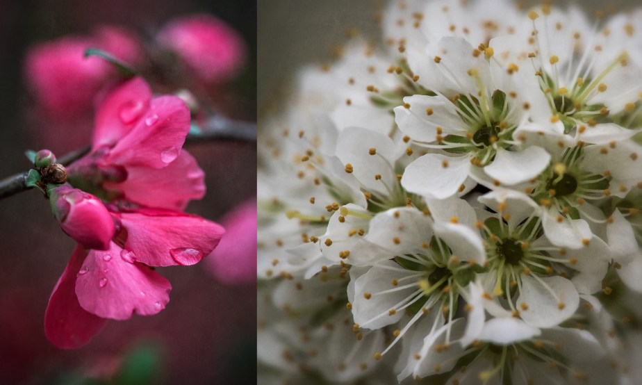 japonica_plum_feb 2018